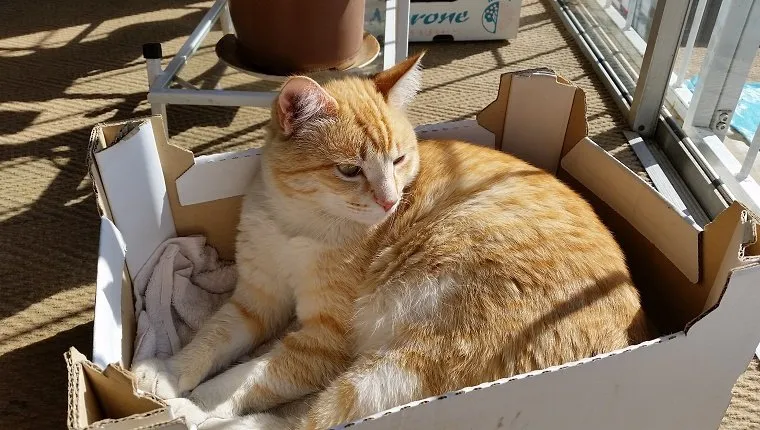 Cat Lying In Box