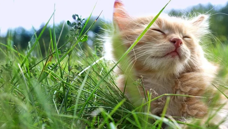 kitten on green grass