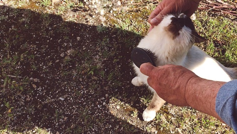 do cats shed more in spring