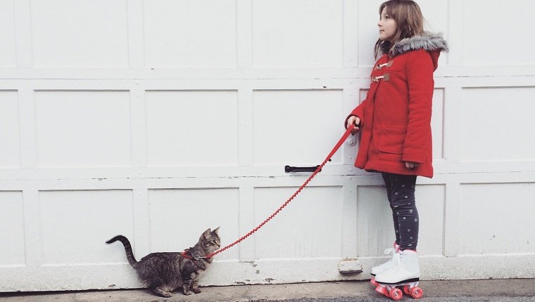 Little girl in a red winter coat wearing roller skates and walking her pet tabby cat on a leash.