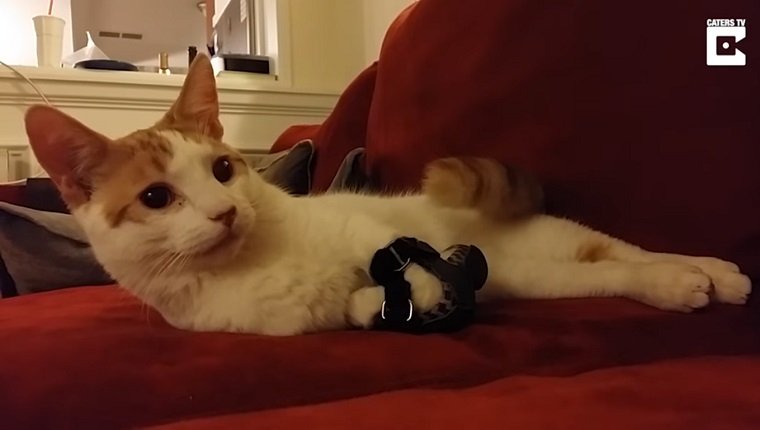 8 Special Needs Cats That Have The Internet Falling In Love With Them -  Cattime