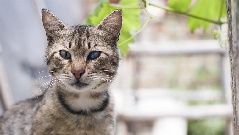 Tabby Cat with a sick eye.