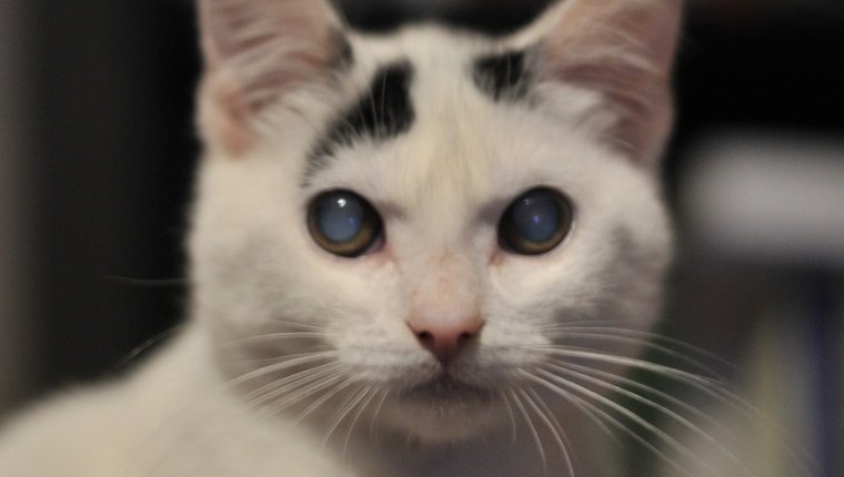 A beautiful shot of my blind rescue kitten Rocky.