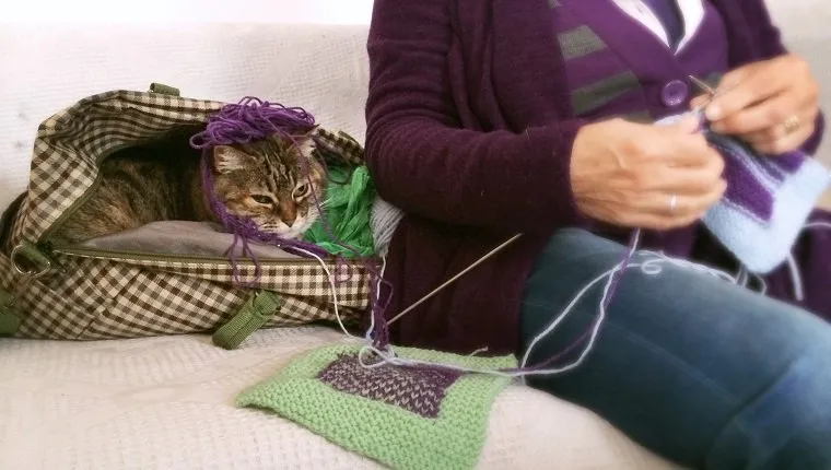 Knitting with cat