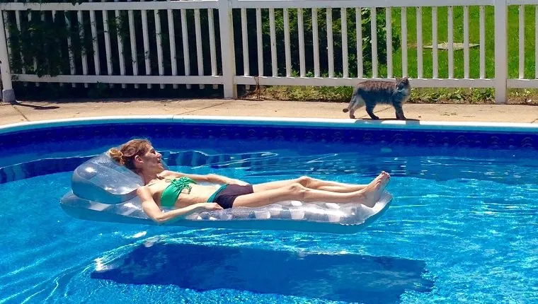 Woman Looking At Cat While Lying On Inflatable Raft In Swimming Pool