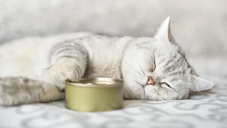 gray shorthair cat sleeping with a food can