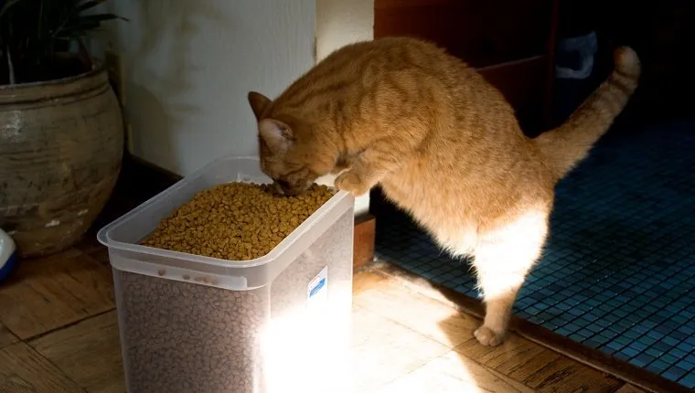 Orange cat eating out of big bucket of cat food.