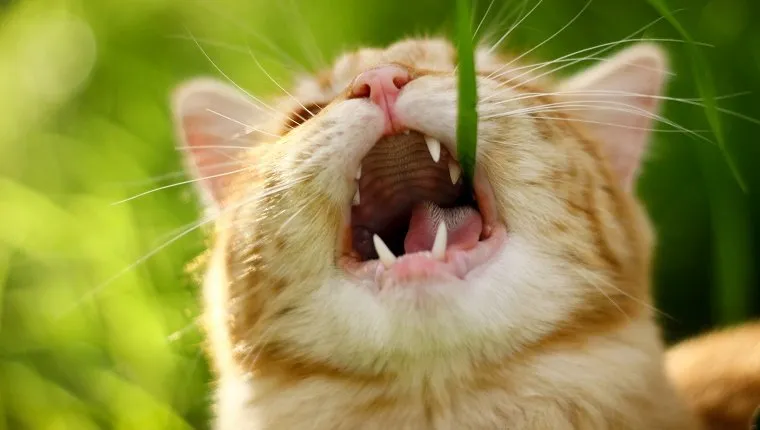 A ginger cat with his mouth open, eating grass