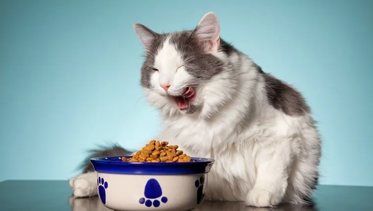 A beautiful white and gray cat licking her face after eating from her dish of cat food.