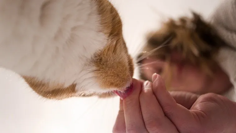 A blonde woman feeds her pet, ginger cat a treat. Taken from below.