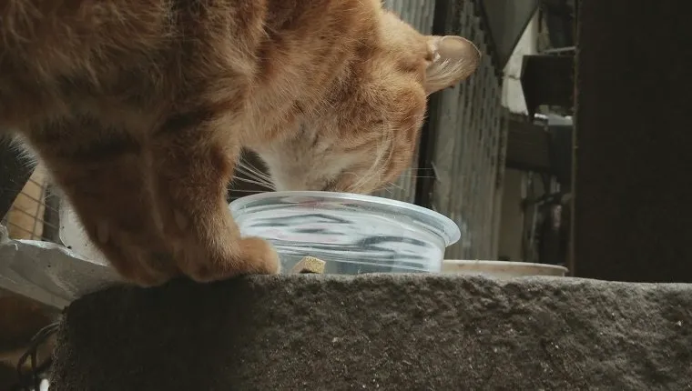 Close-Up Of Domestic Cat Eating From Bowl