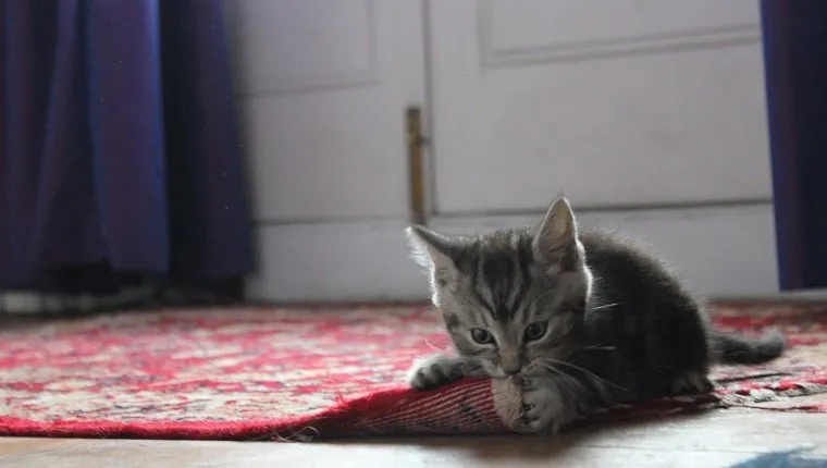 Close-Up Of Kitten Biting Carpet At Home