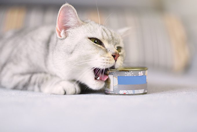 Cat is shop food obsessed