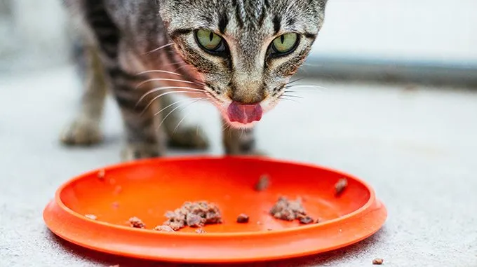 cat eating from dish