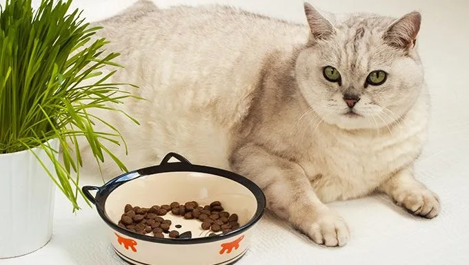 overweight cat with food