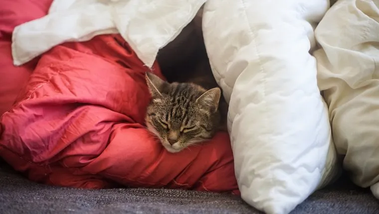 A sleeping cat using blankets as a fort