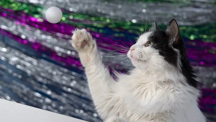Cat playing with a ball.