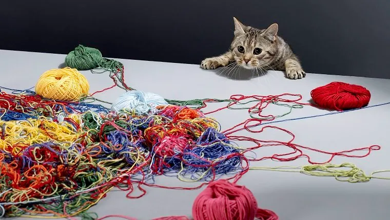 Silver tabby cat climbing over edge of table looking at pile of wool