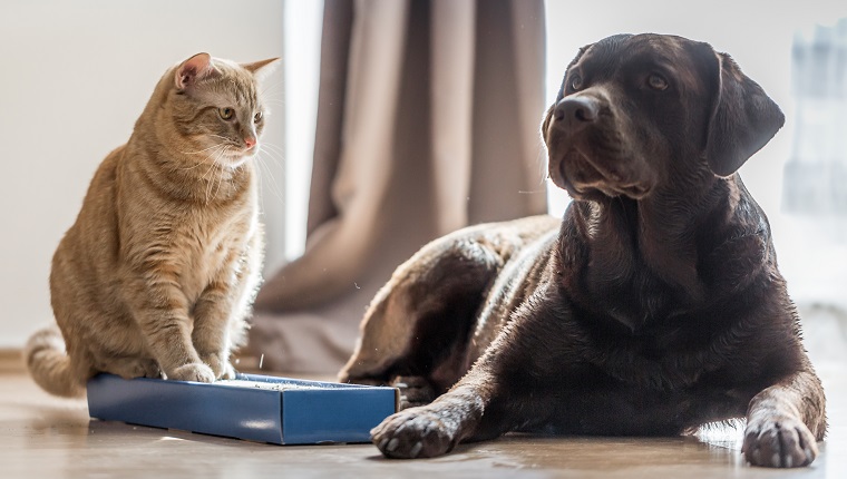 Close up shot of a brown labrador with cat