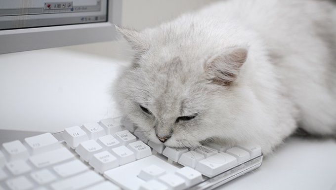 cat lying on keyboard