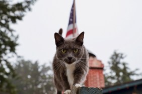 Portrait Of Cat On Railing Against American Flag