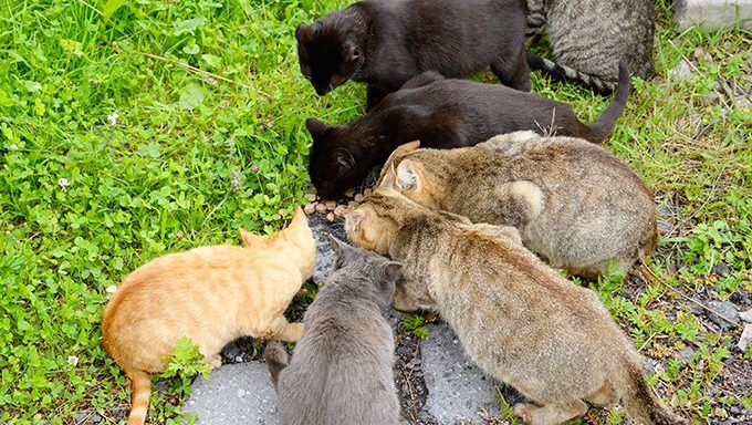 many cats eating from same food pile outside