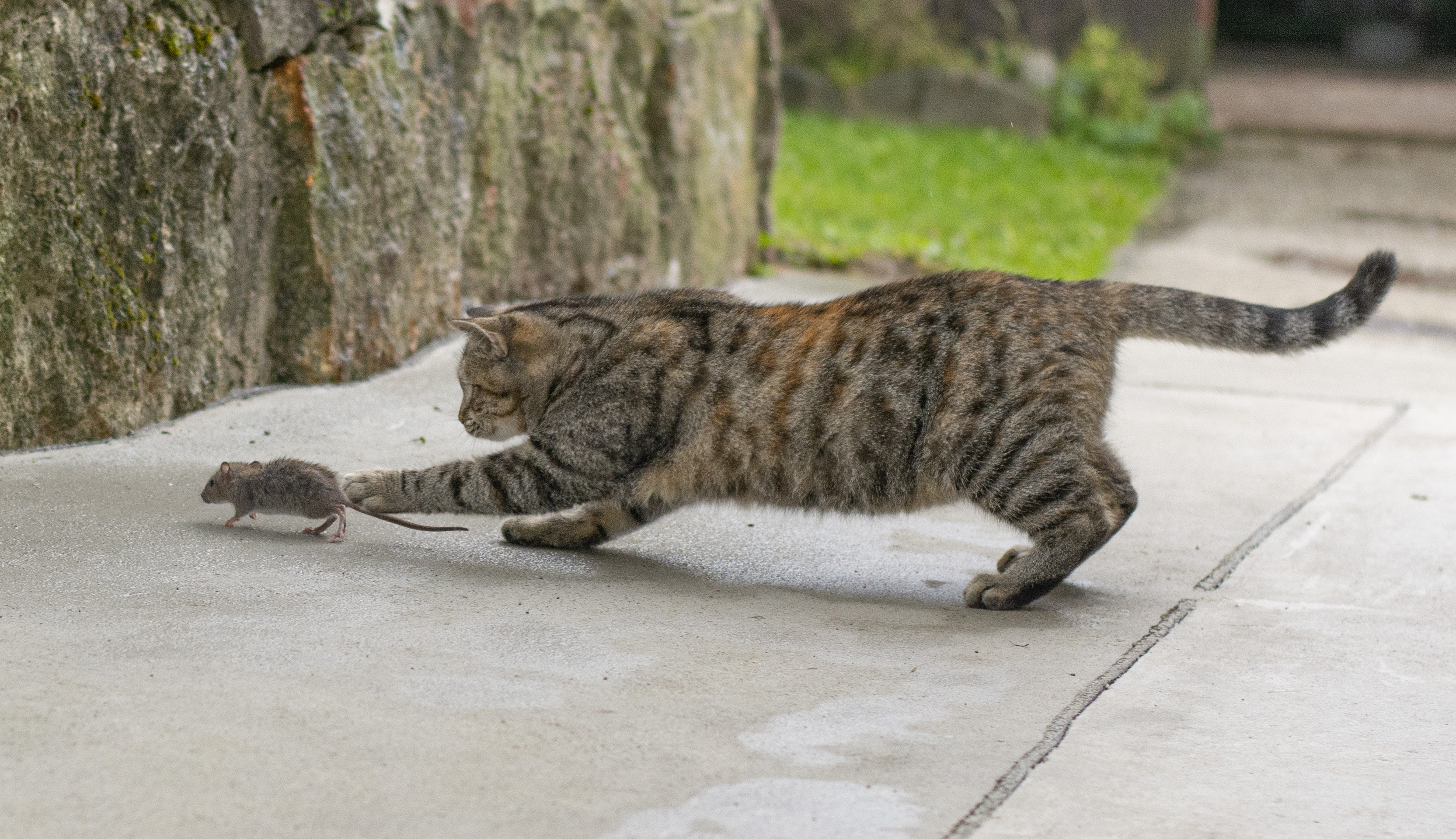 What is a mouser discount