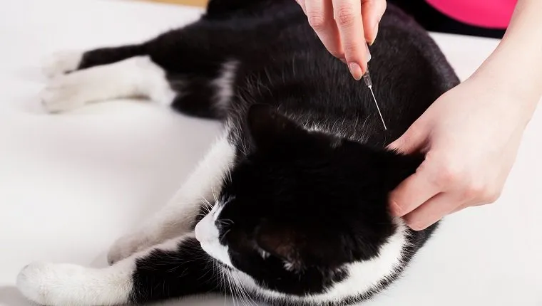 Cat lying on the table during injection