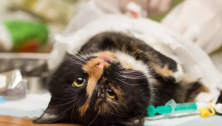 Veterinariya.Sterilizatsiya cats. Cat under anesthesia.