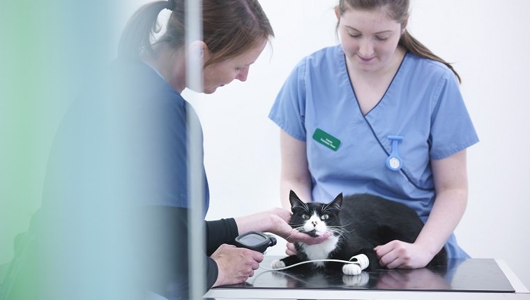 Veterinary nurses examining cat on table in veterinary practice