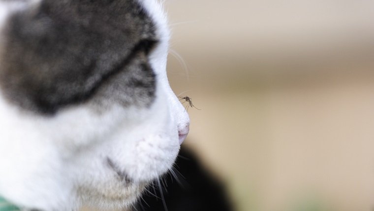 Mosquito on Cats nose