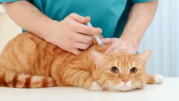 Doctor veterinarian examining beautiful adult cat