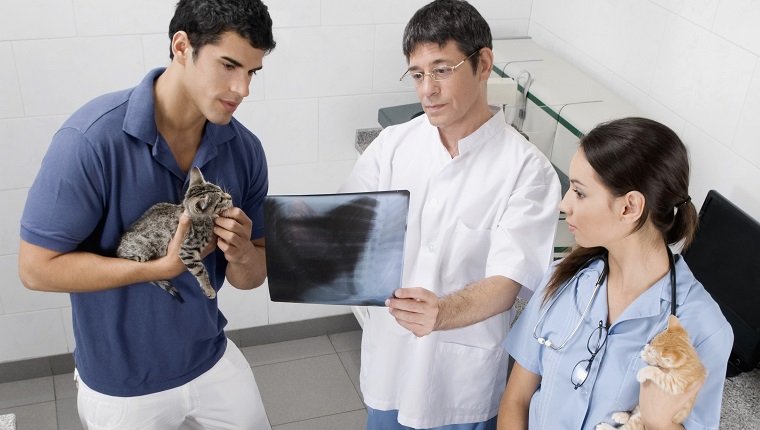 Vet examining a cat's x-ray