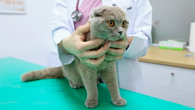 Veterinary examining a Scottish Fold Cat