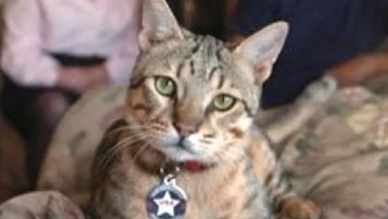 military-cats-3