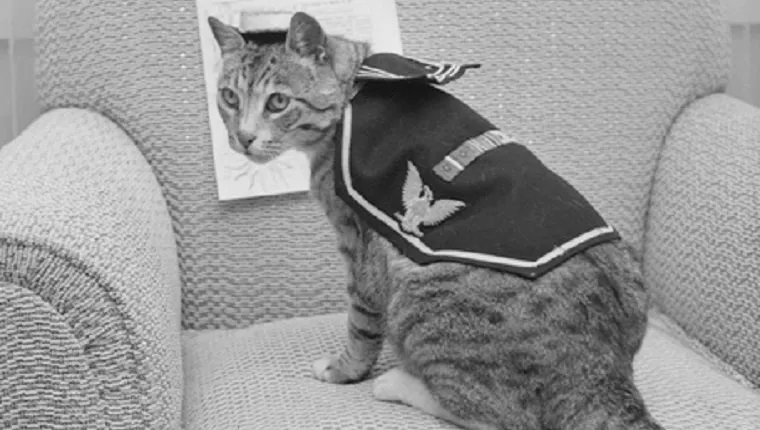 military-cats-6