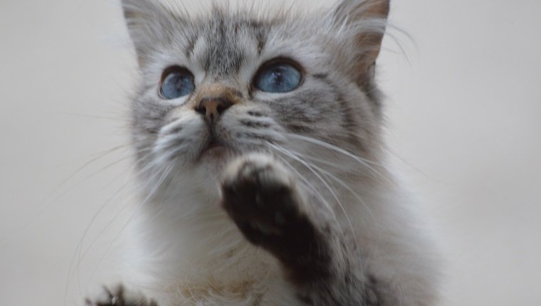 Curated visual reference: Picture Idea: How To Spot Reduce Separation Anxiety In Cats