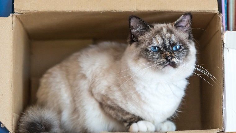 Visual Reference: How To Spot Reduce Separation Anxiety In Cats