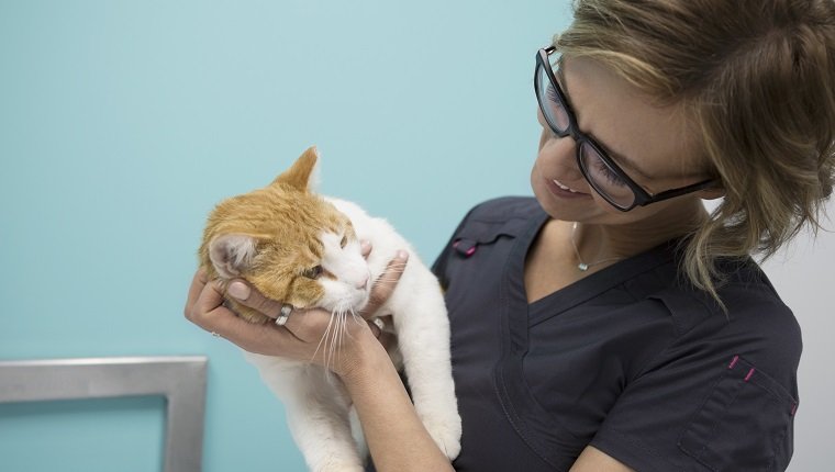 Veterinarian holding and smiling at cat