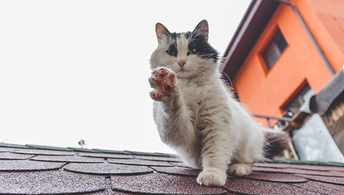 cat on roof holding up paw
