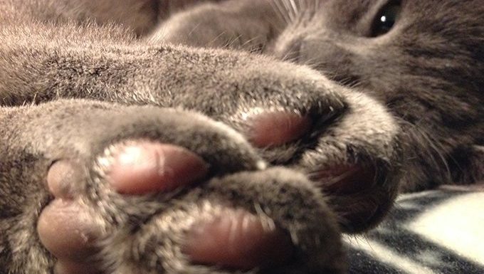 cat showing paws