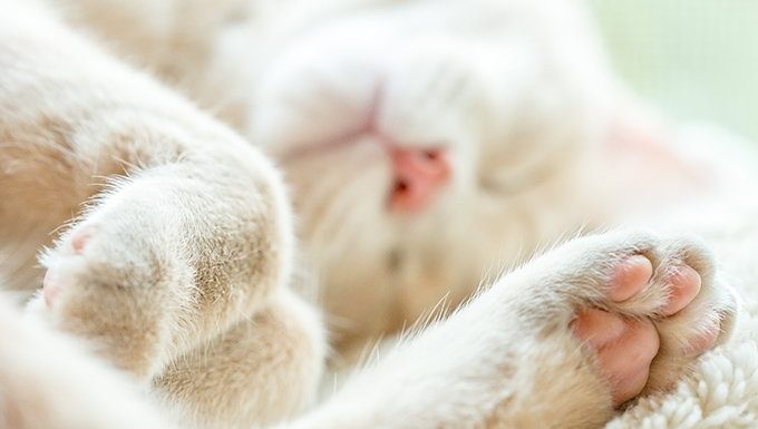 Protecting Paws: Seasonal Care Tips for Your Cat's Feet - How outdoor environments can affect your cat's paws