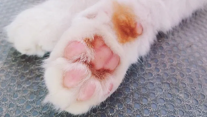 cat paw