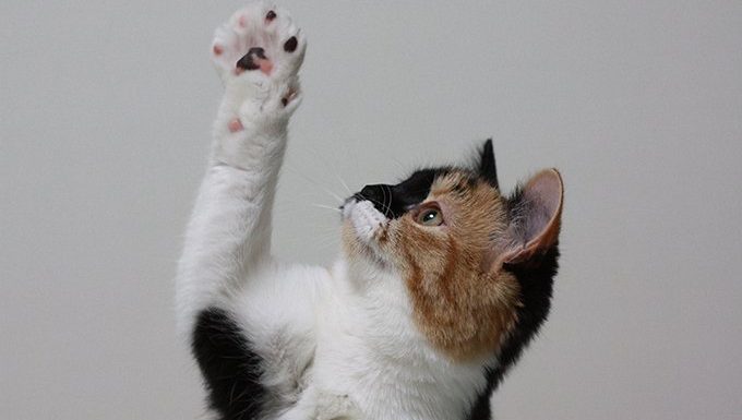 cat reaching paw up