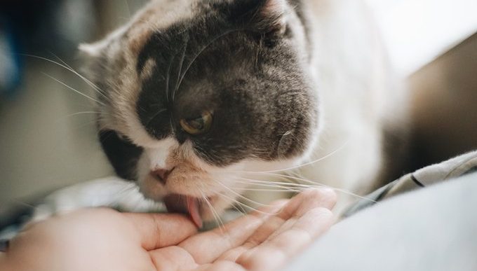 cat licking hand