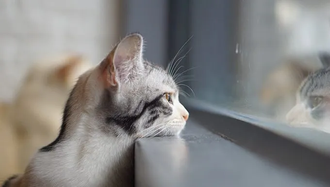 cat with head on window sill looking out