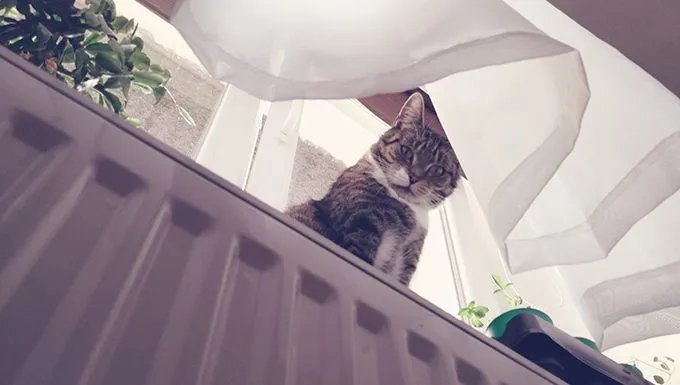 below view of cat on window ledge