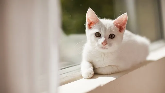 cat lying in sun next to window