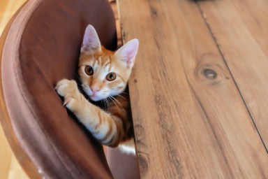 Ginger kitten peeking out from under the table and scratching furniture