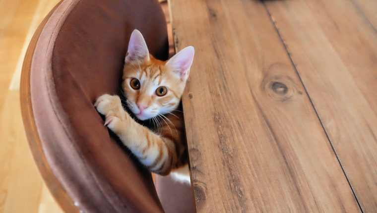 Ginger kitten peeking out from under the table and scratching furniture
